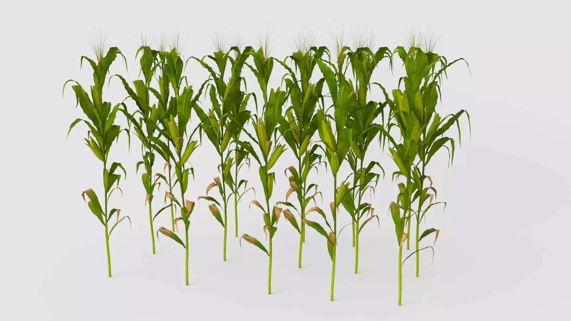 Cornfield corn stalks 3D model_0