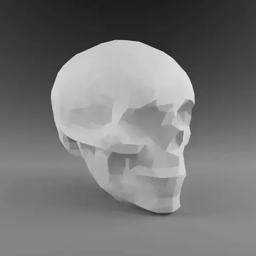 Skull 3D Model - Low Poly Skull Head Human Anatomy 2019 Bone 3D model