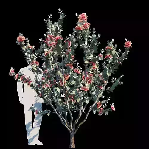 Eucalyptus Macrocarpa 3D model