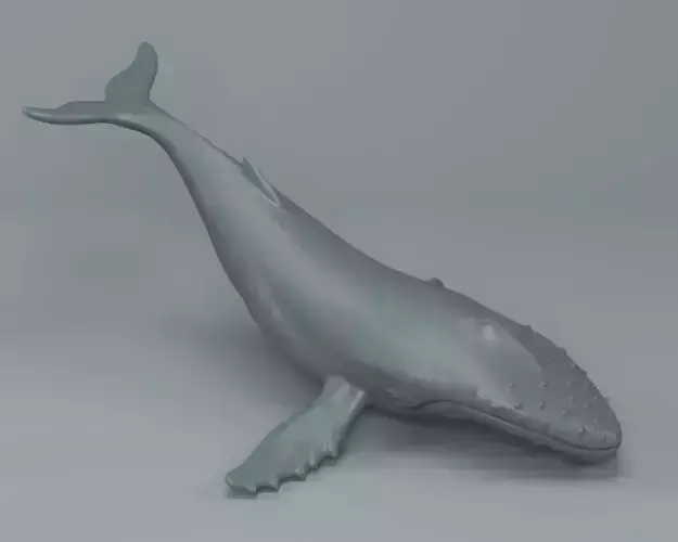 Humpback Whale 3D print model