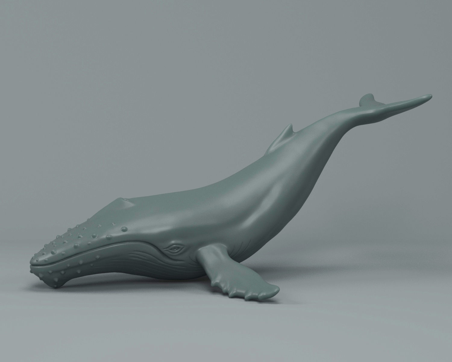 Humpback Whale 3D print model_3