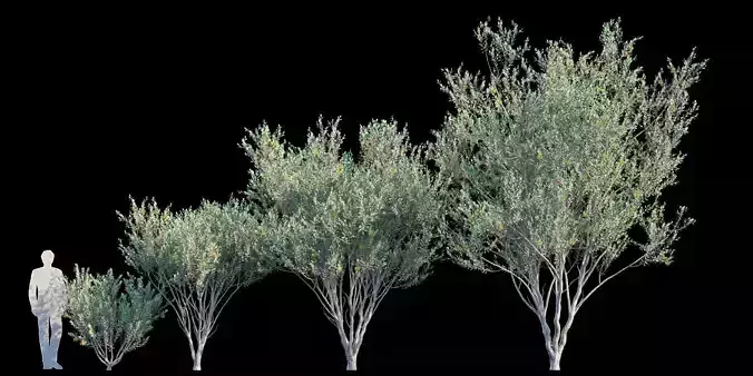 Eucalyptus Lehmannii 3D model