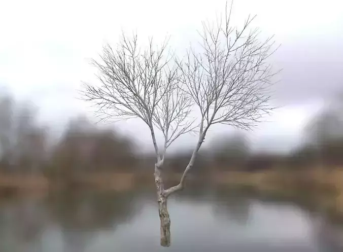 Autumn Dry Tree Scan 2 Full-Size Low-poly 3D model