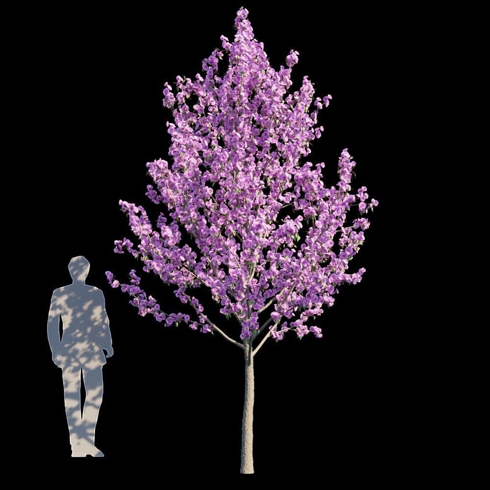 Kwanzan Cherry 3D model_1