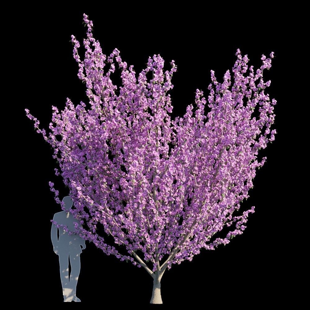 Kwanzan Cherry 3D model_3