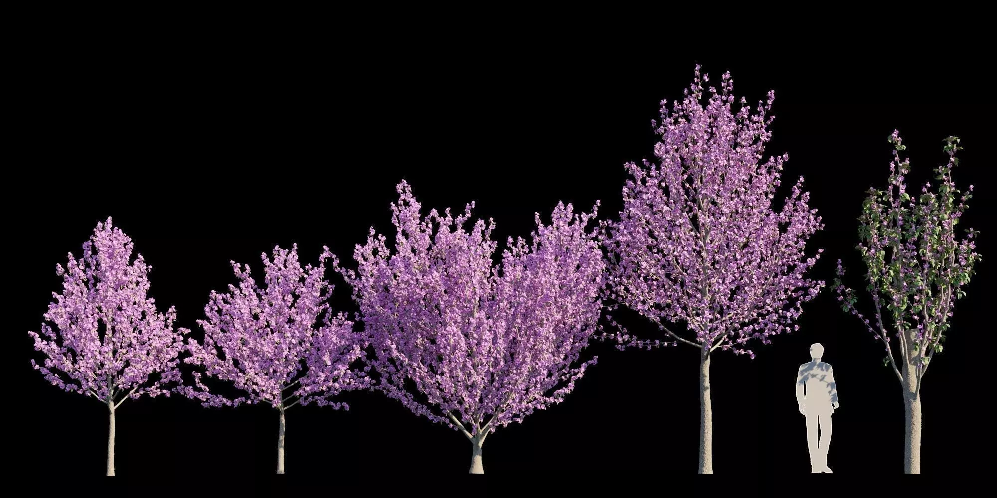 Kwanzan Cherry 3D model_0