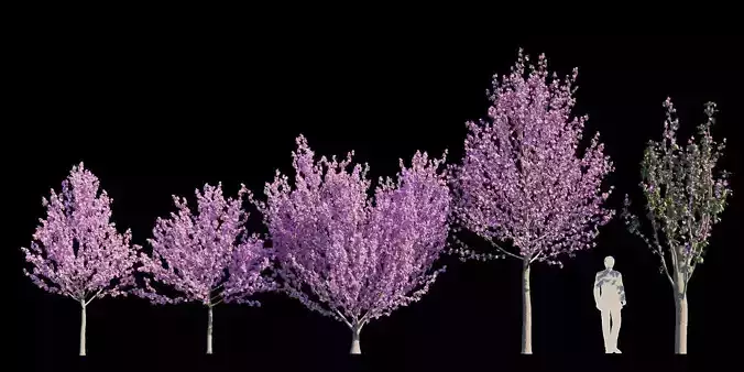 Kwanzan Cherry 3D model