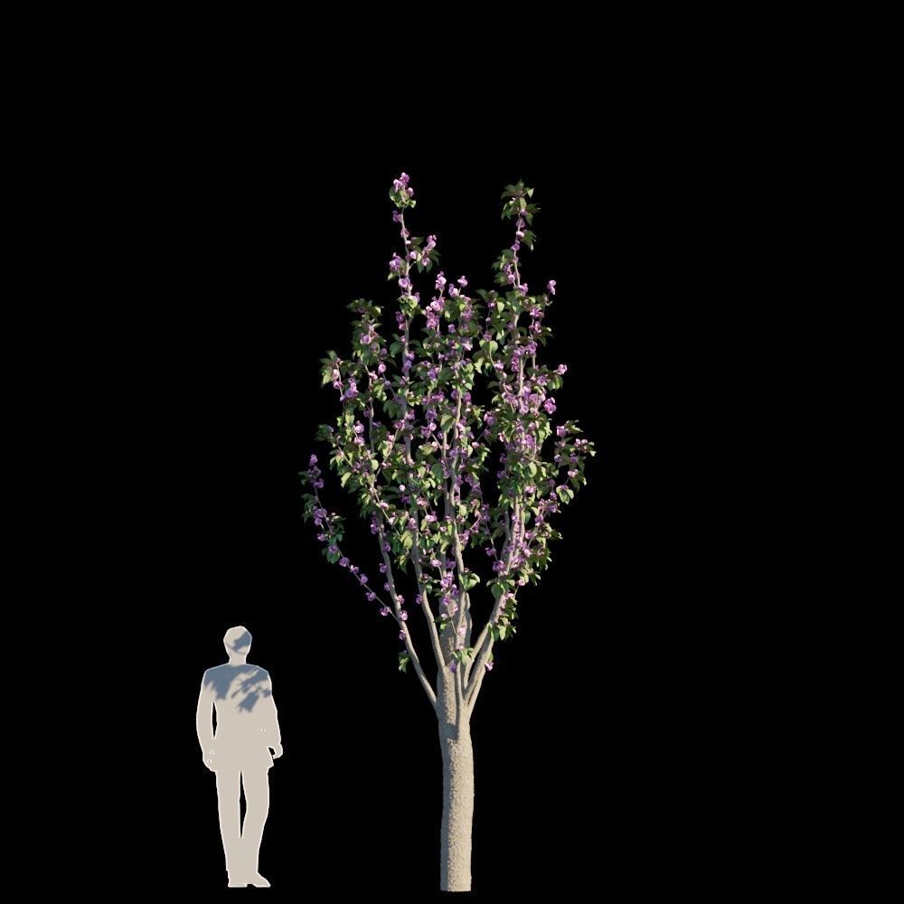 Kwanzan Cherry 3D model_5