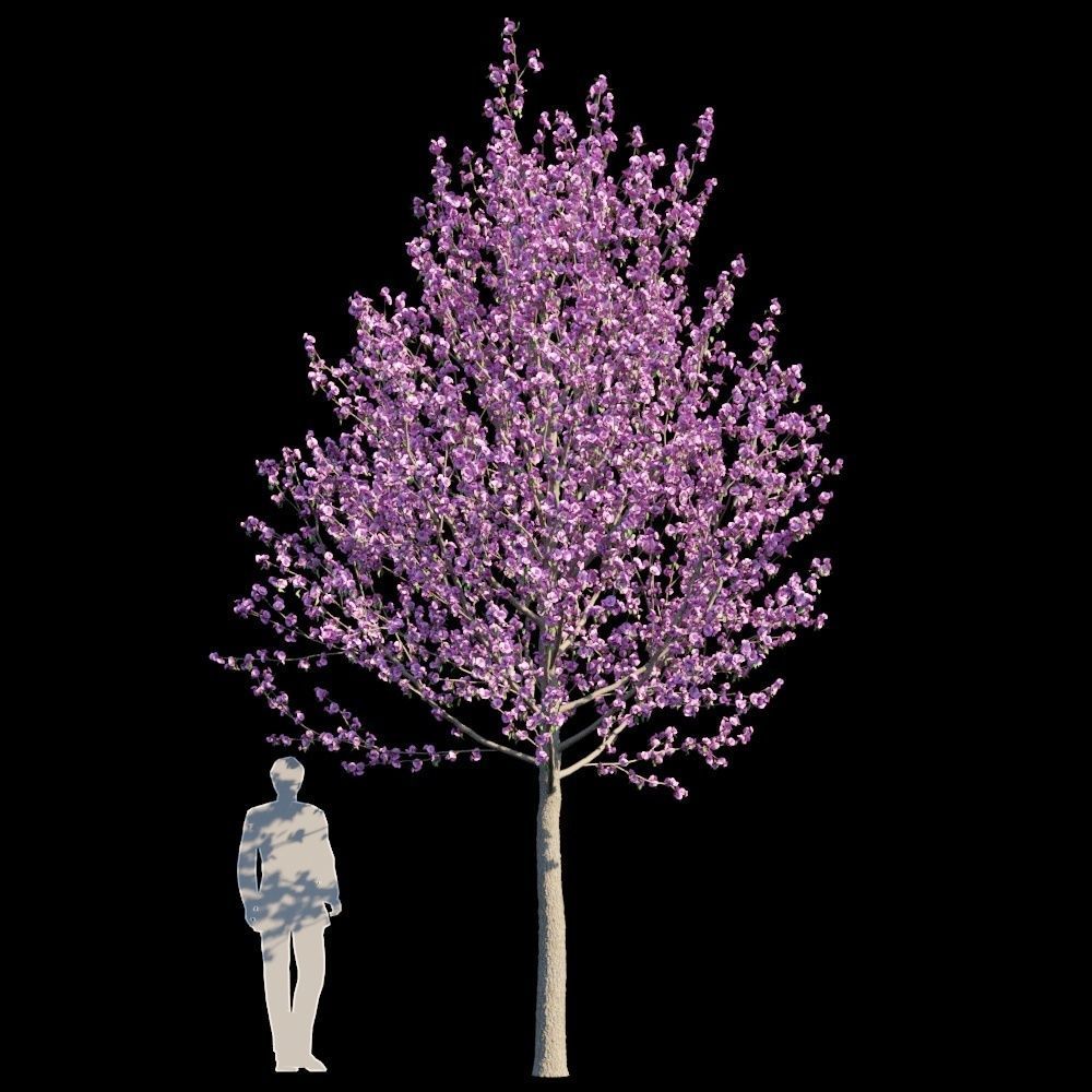 Kwanzan Cherry 3D model_4