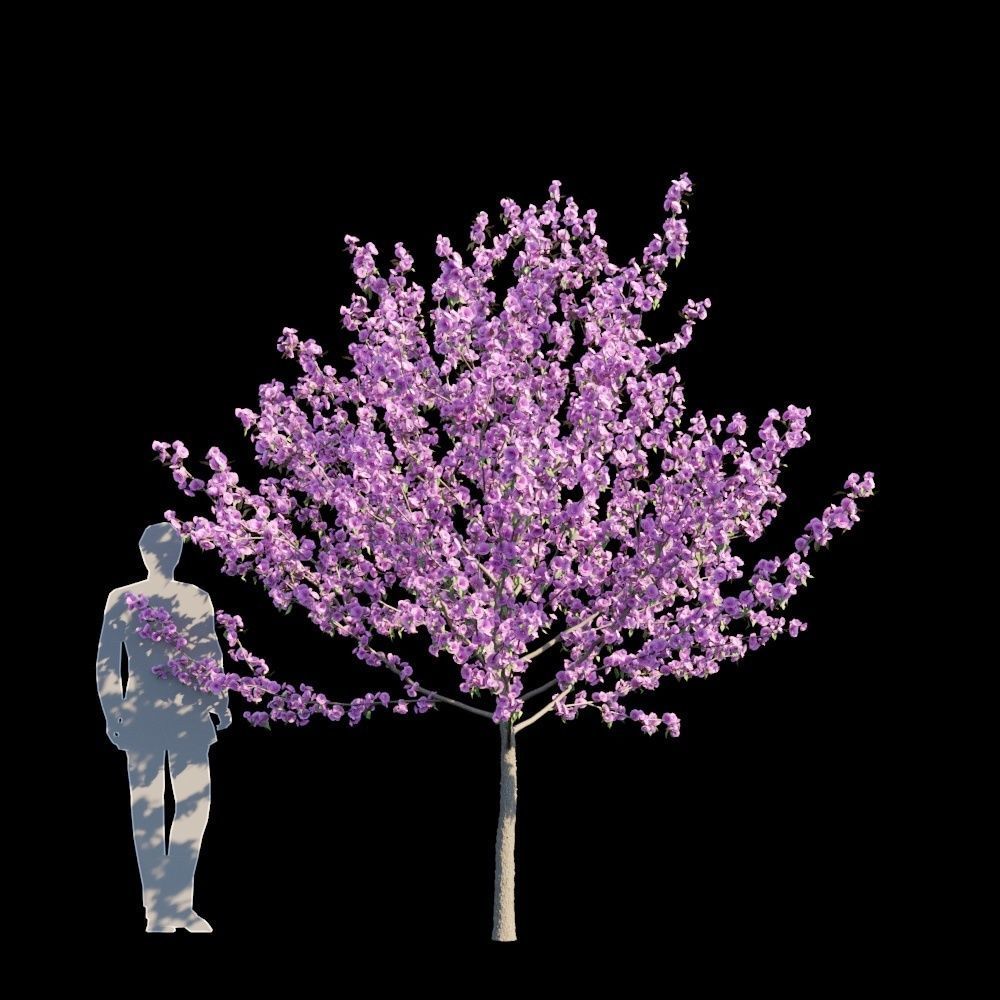 Kwanzan Cherry 3D model_2