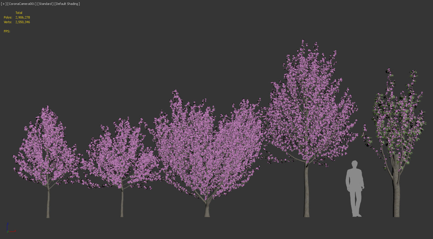 Kwanzan Cherry 3D model_6