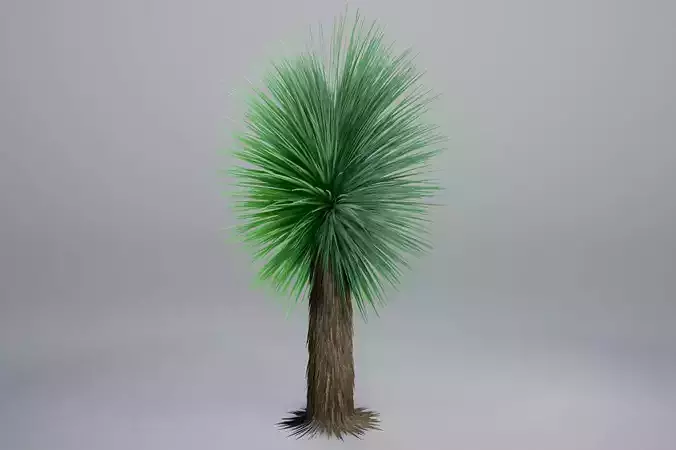 Yucca palm tree
