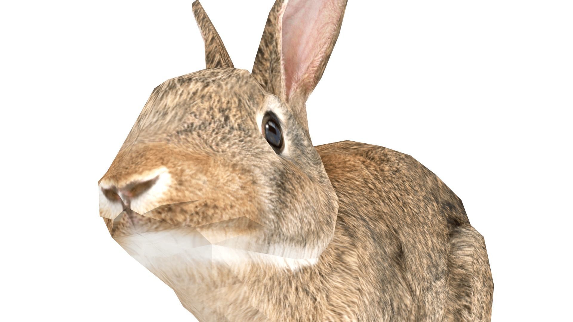 Rigged Rabbit Low-poly 3D model_10