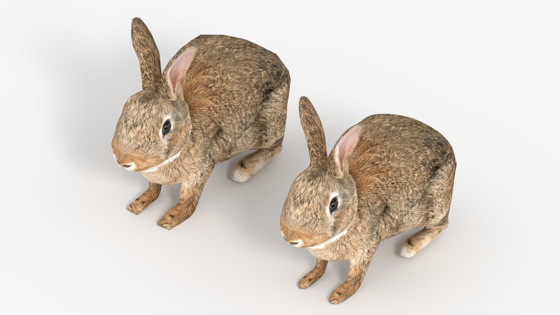 Rigged Rabbit Low-poly 3D model_2