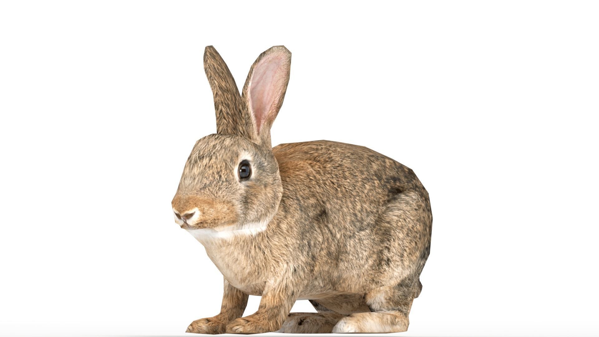 Rigged Rabbit Low-poly 3D model_5