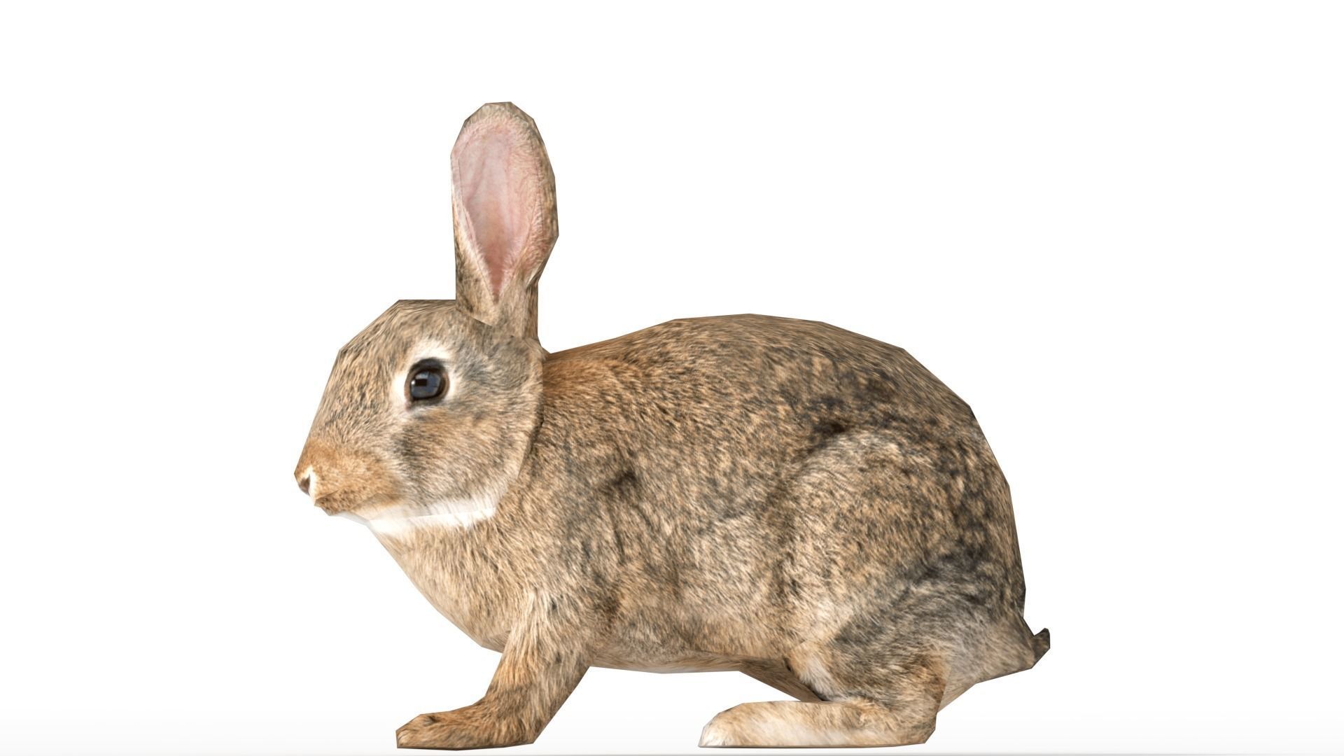 Rigged Rabbit Low-poly 3D model_6