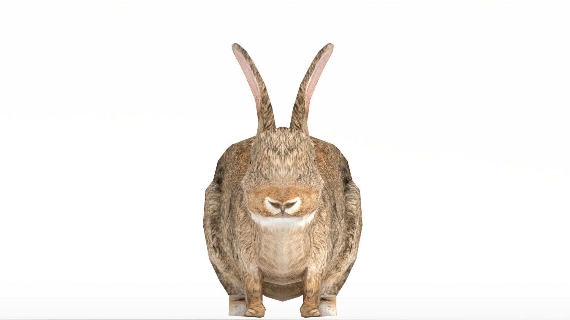 Rigged Rabbit Low-poly 3D model_4