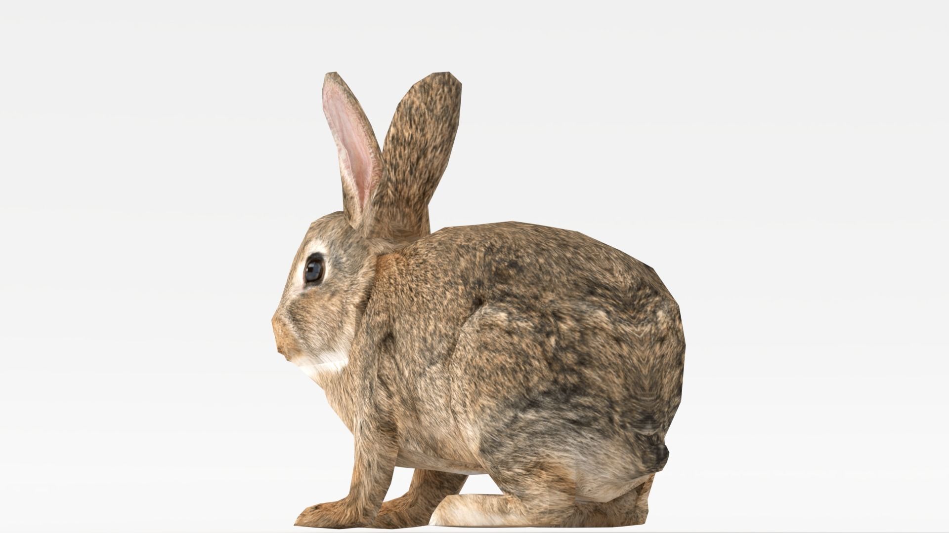 Rigged Rabbit Low-poly 3D model_7