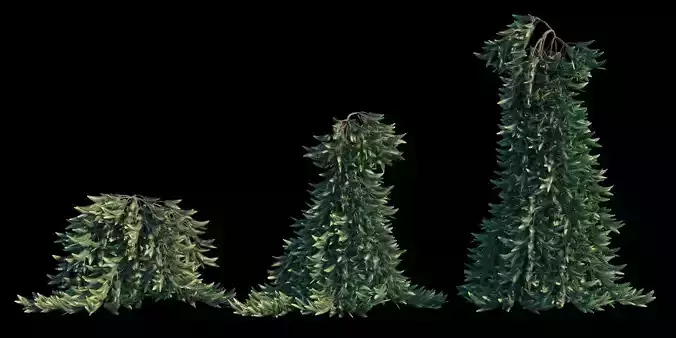 Weeping Norway Spruce