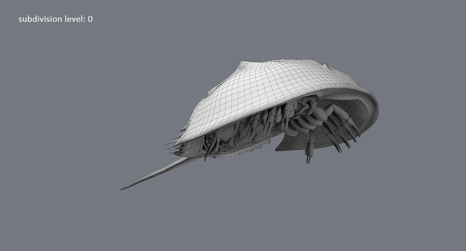 Horseshoe Crab 3D model_30