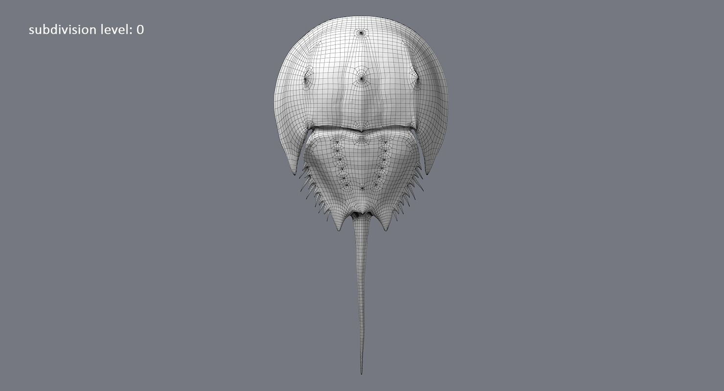 Horseshoe Crab 3D model_20