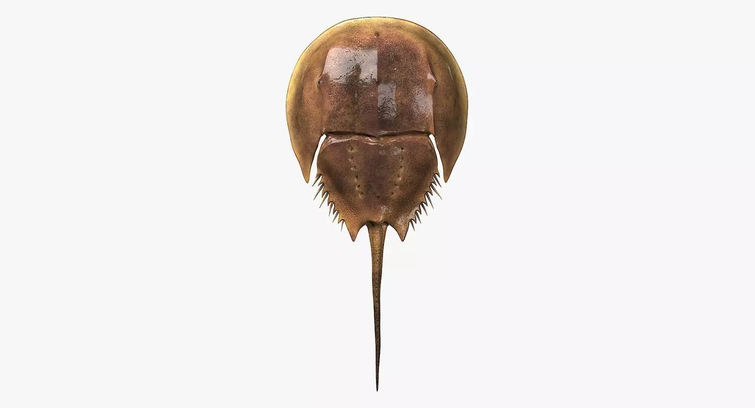 Horseshoe Crab 3D model_0