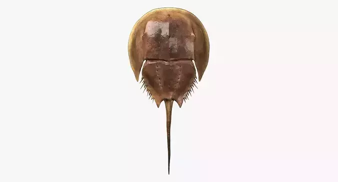 Horseshoe Crab 3D model