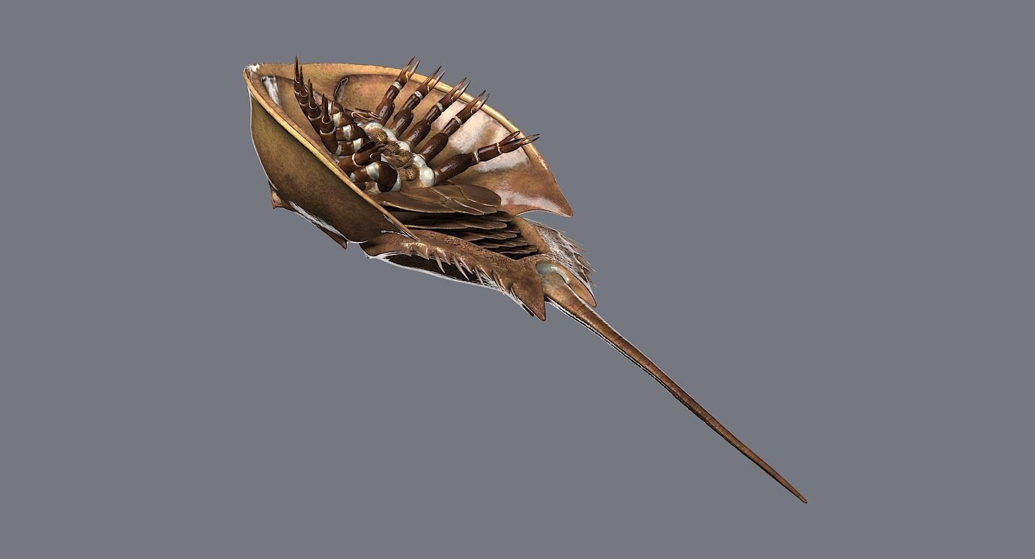 Horseshoe Crab 3D model_18