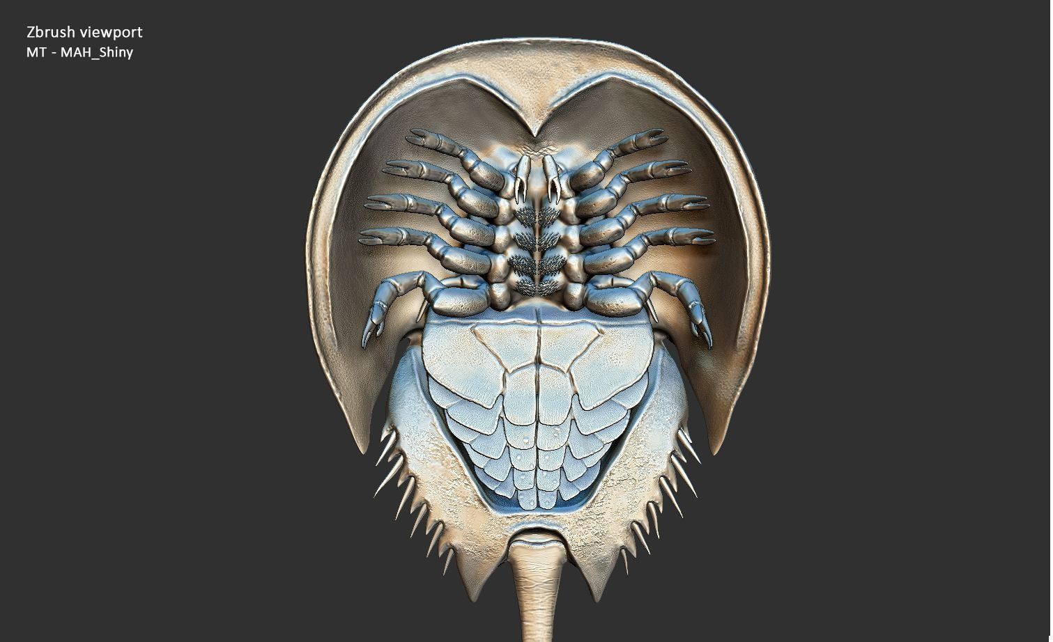 Horseshoe Crab 3D model_40