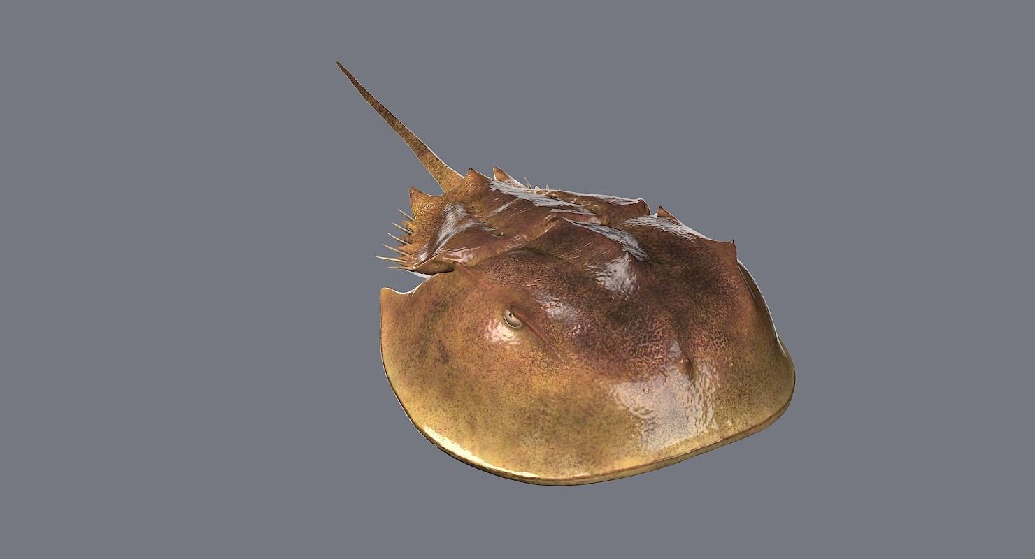 Horseshoe Crab 3D model_12