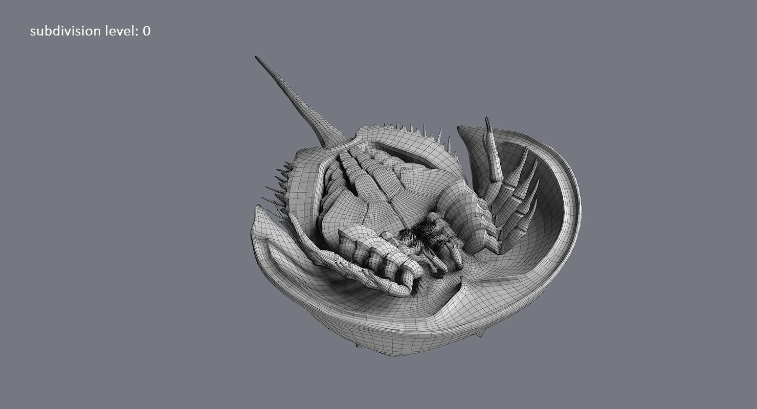 Horseshoe Crab 3D model_34
