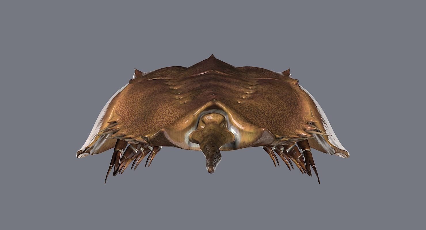 Horseshoe Crab 3D model_9