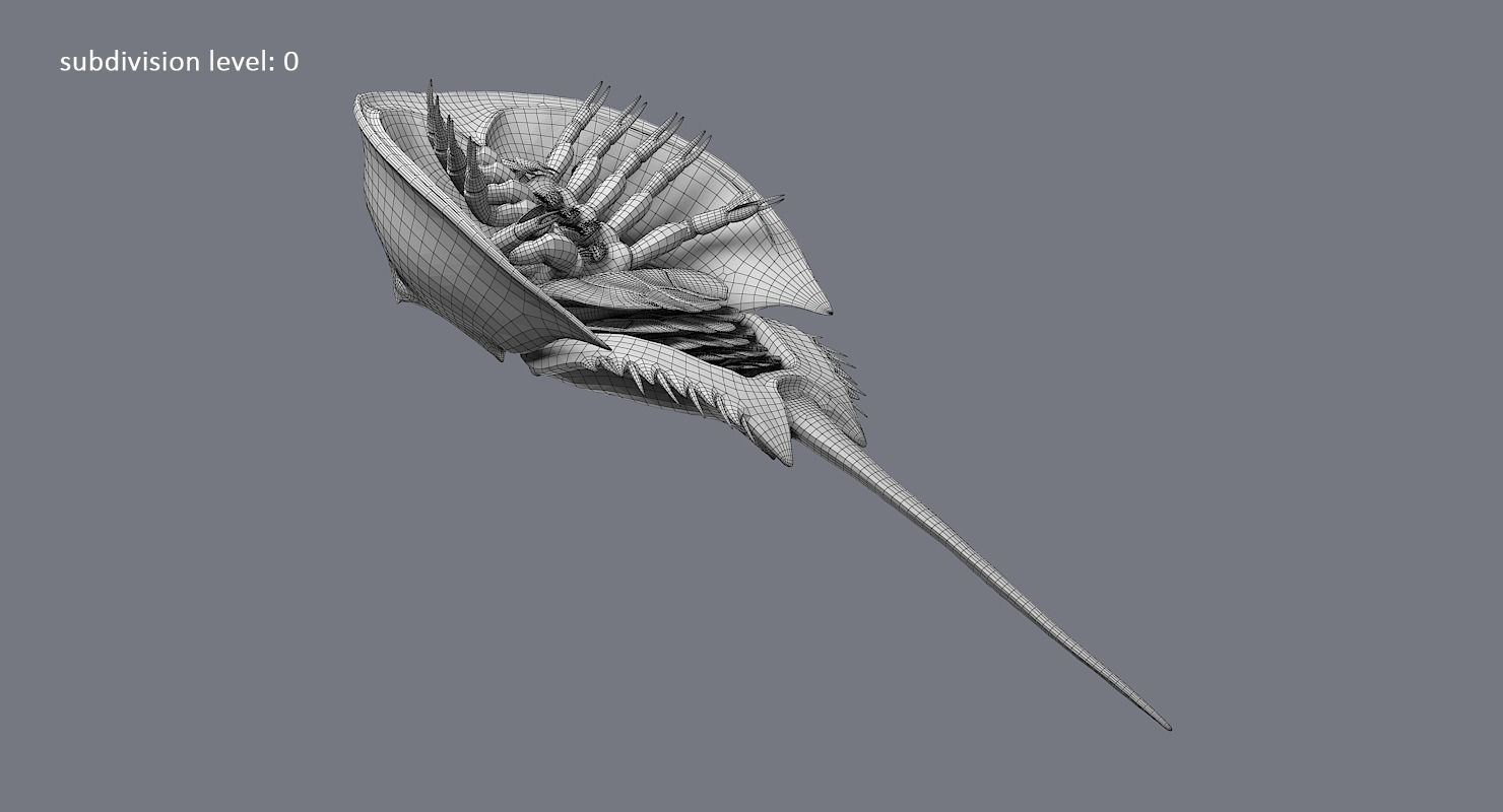 Horseshoe Crab 3D model_35