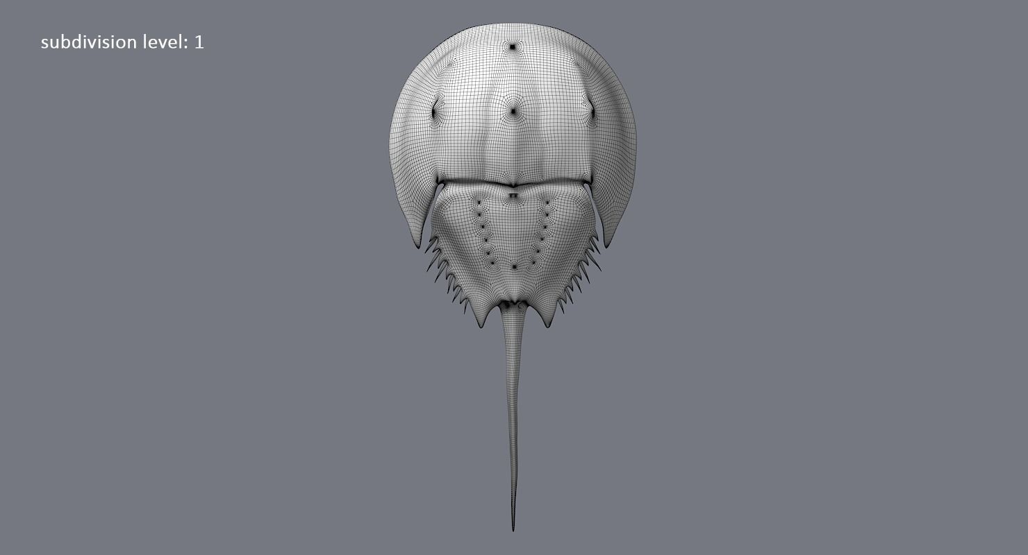 Horseshoe Crab 3D model_21