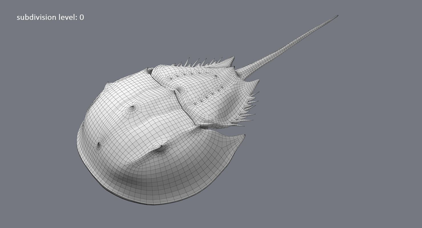 Horseshoe Crab 3D model_29
