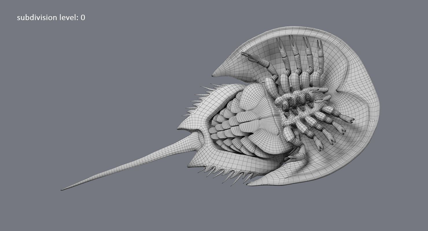 Horseshoe Crab 3D model_32