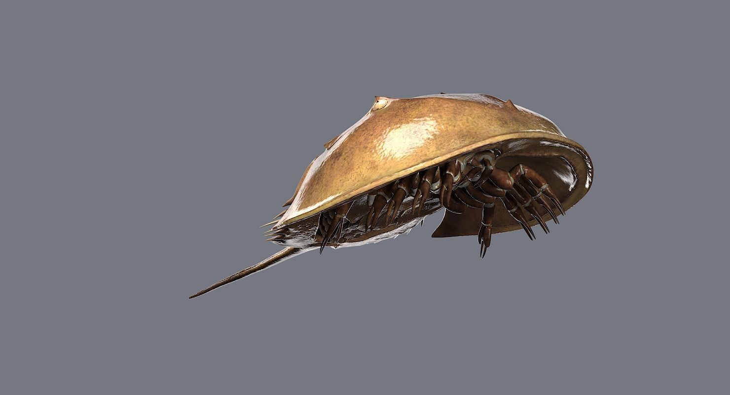 Horseshoe Crab 3D model_11