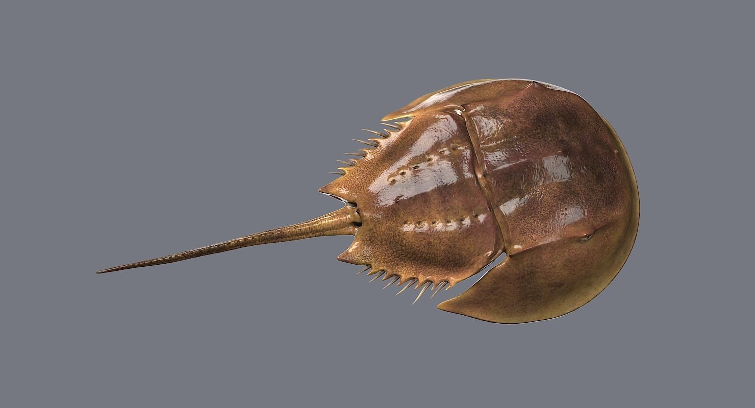 Horseshoe Crab 3D model_19