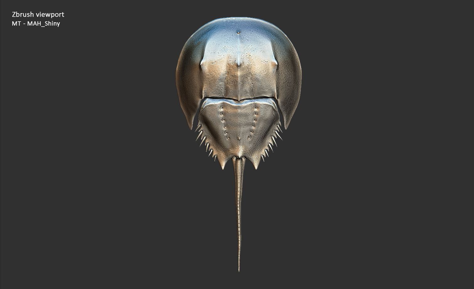 Horseshoe Crab 3D model_37