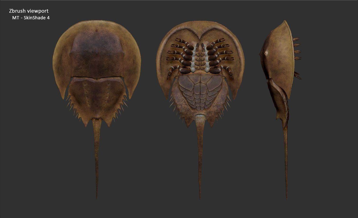 Horseshoe Crab 3D model_36