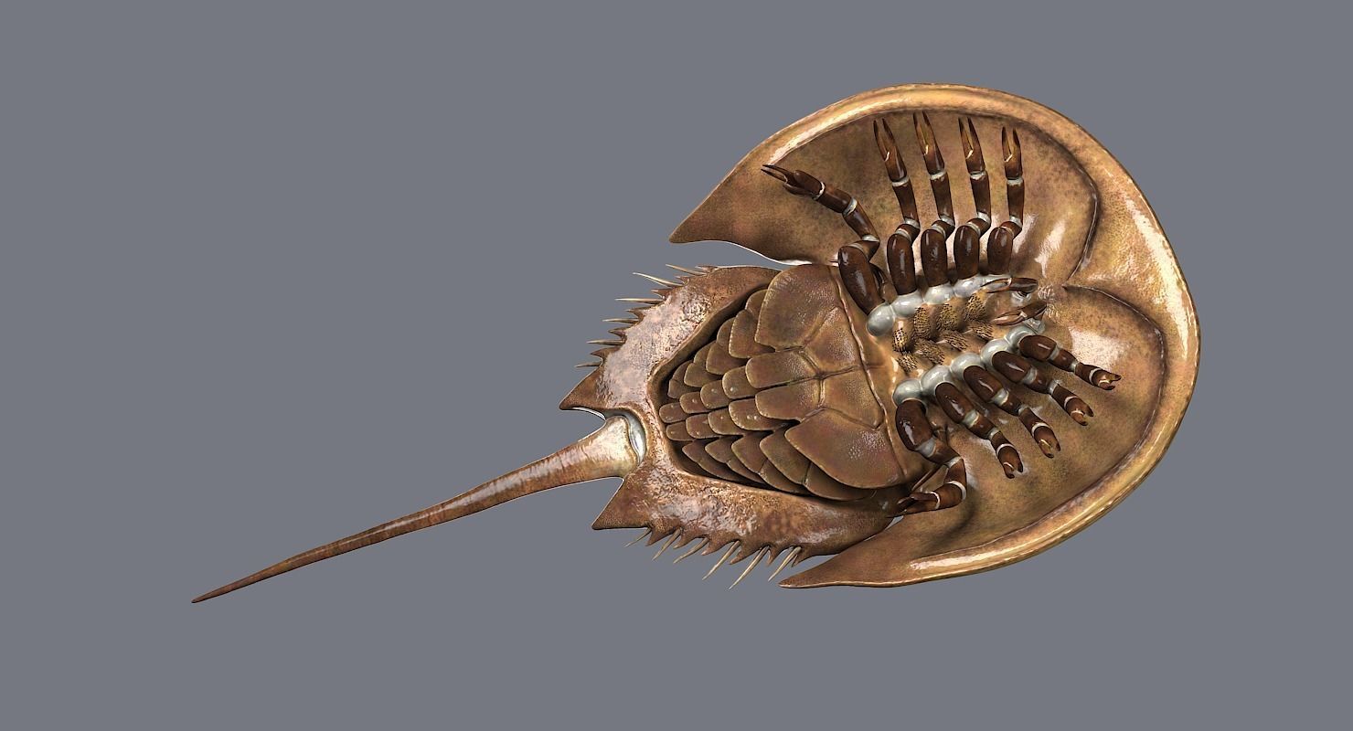 Horseshoe Crab 3D model_13