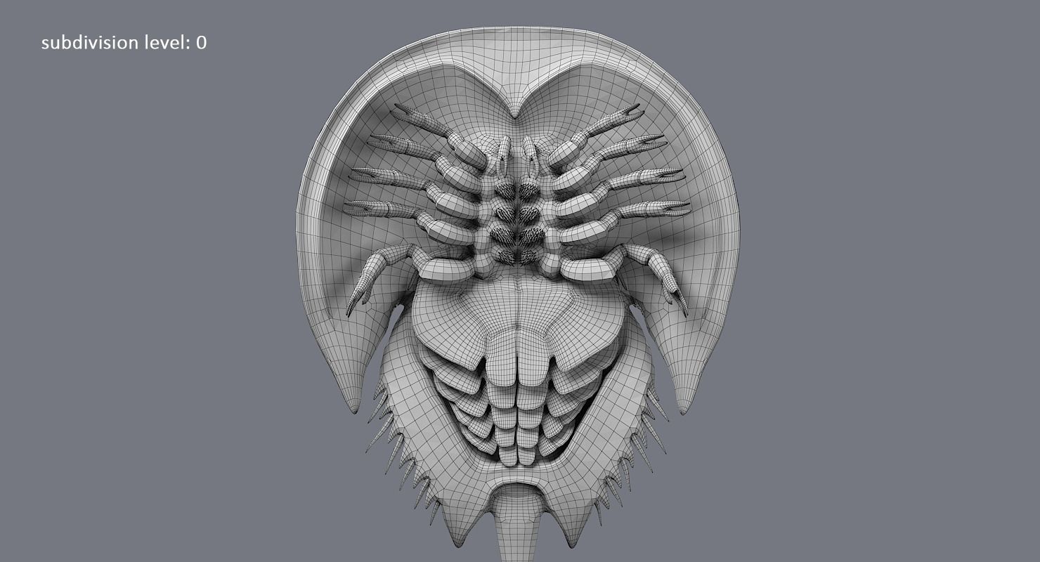 Horseshoe Crab 3D model_25