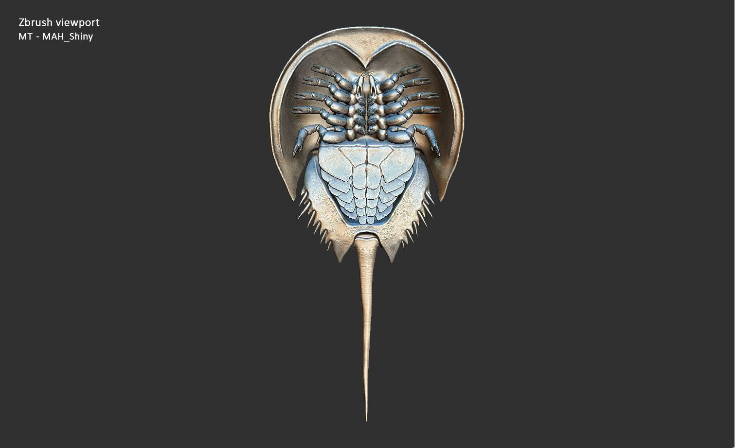 Horseshoe Crab 3D model_38