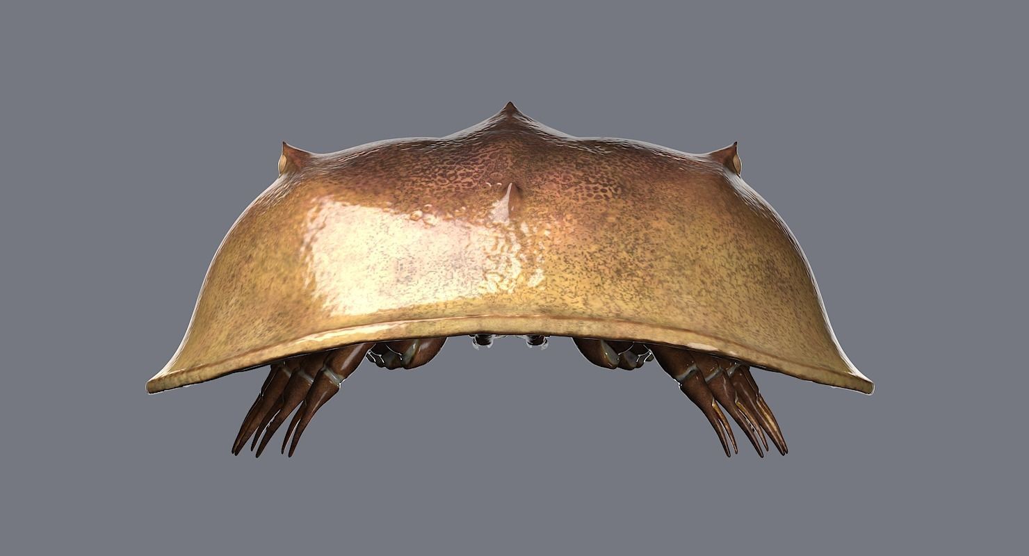 Horseshoe Crab 3D model_7