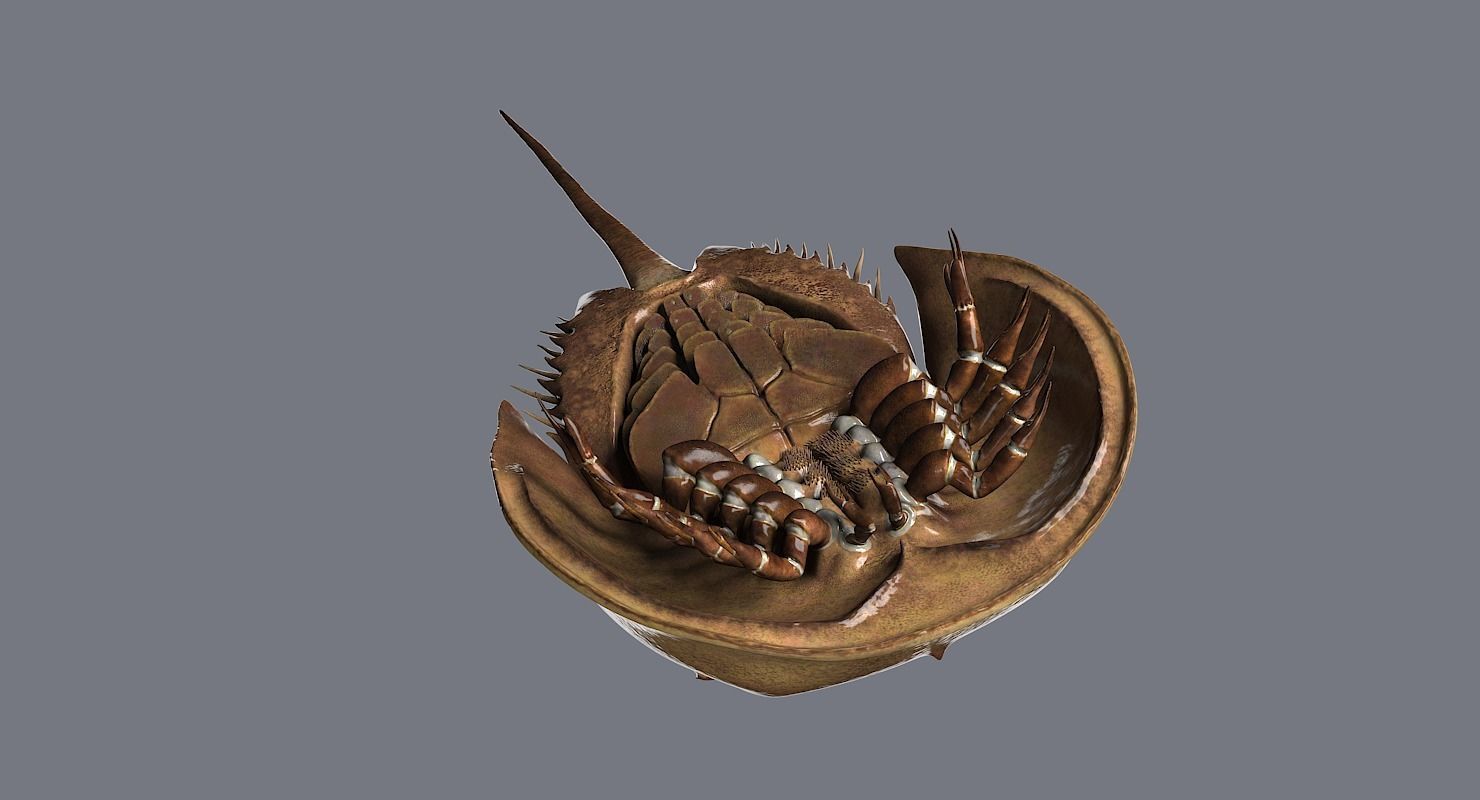 Horseshoe Crab 3D model_16