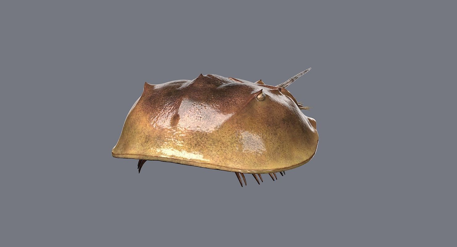 Horseshoe Crab 3D model_14