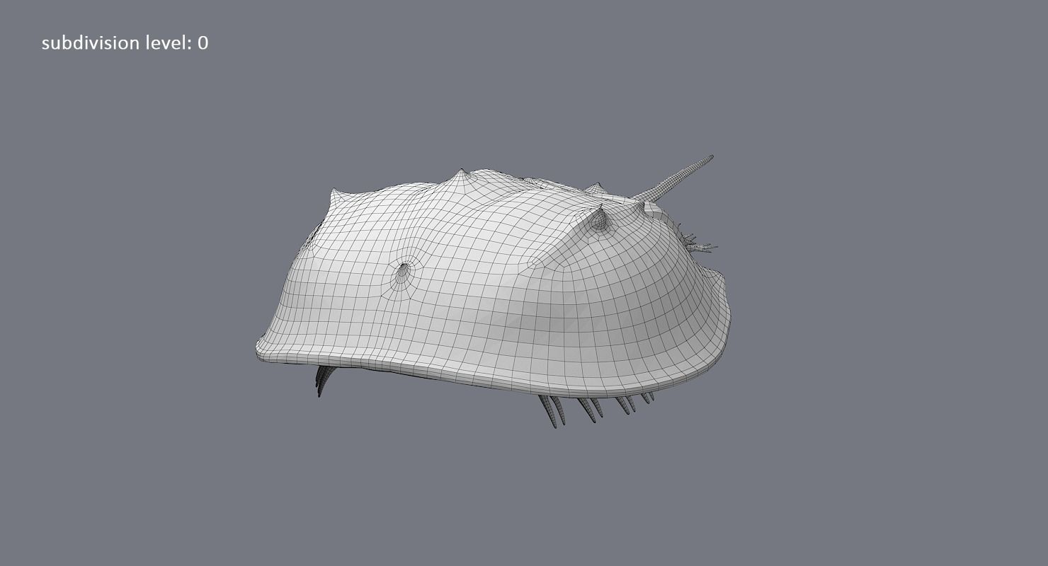 Horseshoe Crab 3D model_33