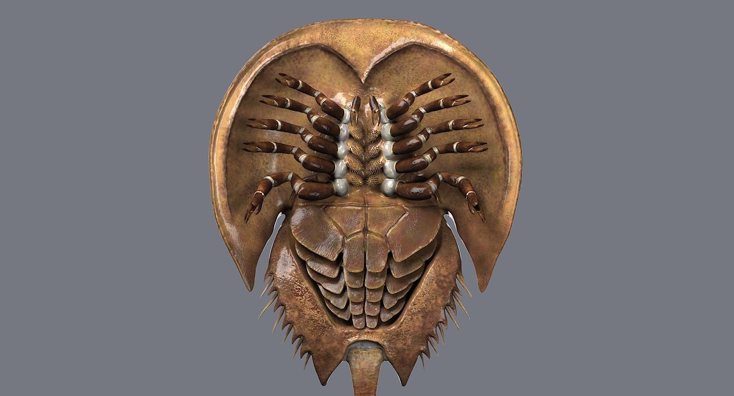 Horseshoe Crab 3D model_6