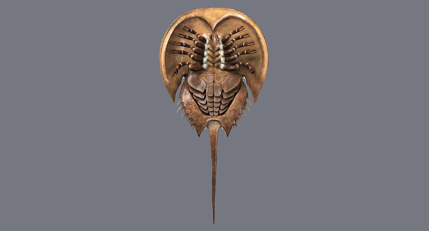 Horseshoe Crab 3D model_4