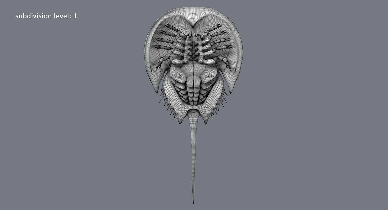 Horseshoe Crab 3D model_23